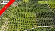 Sivas Kreta, Sivas - Olivenhain - 27.514 m² Grundstück kaufen
